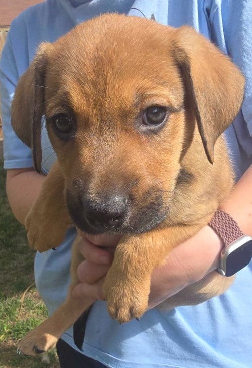 Photo of Pumpkin, adoptable Black Mouth Cur in Salt Lake City, Utah