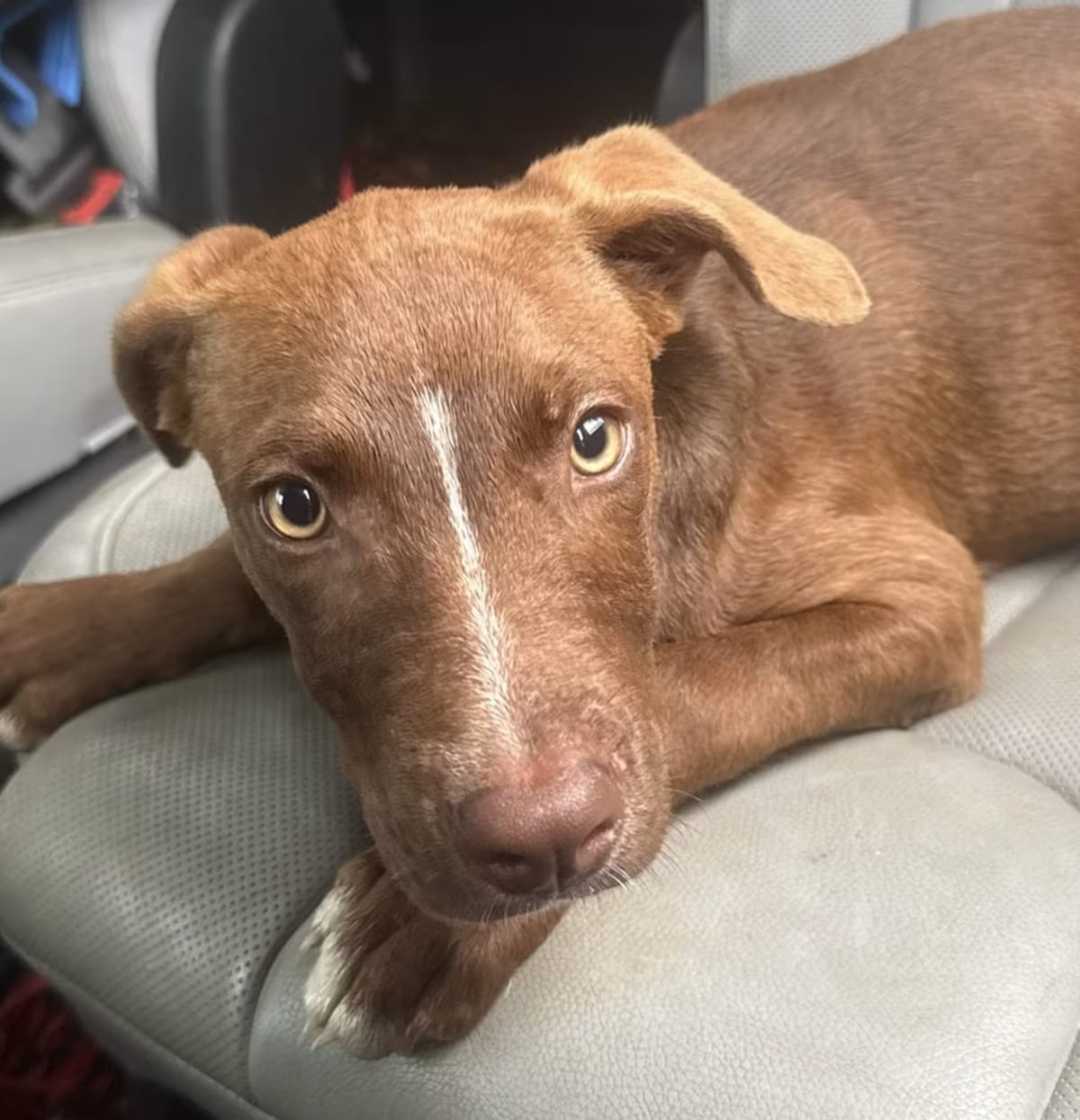 Photo of Sherman, adoptable Pit Bull Terrier/Staffordshire Bull Terrier in Ragland, Alabama