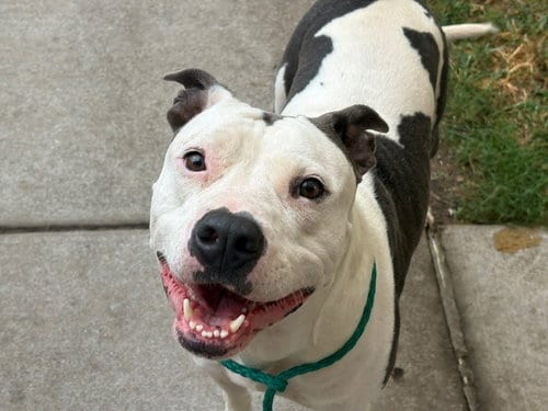 Photo of Hannah, adoptable Pit Bull Terrier in Tulsa, Oklahoma