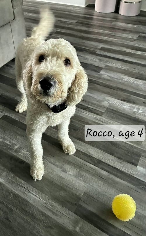 Photo of Rocco 1532, adoptable Golden Retriever in Bonita Springs, Florida