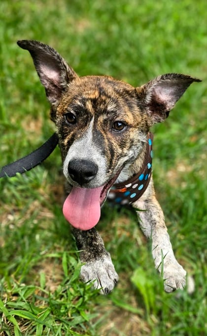 Photo of Dawn, adoptable Terrier, Pit Bull/Mix in Annapolis, Maryland
