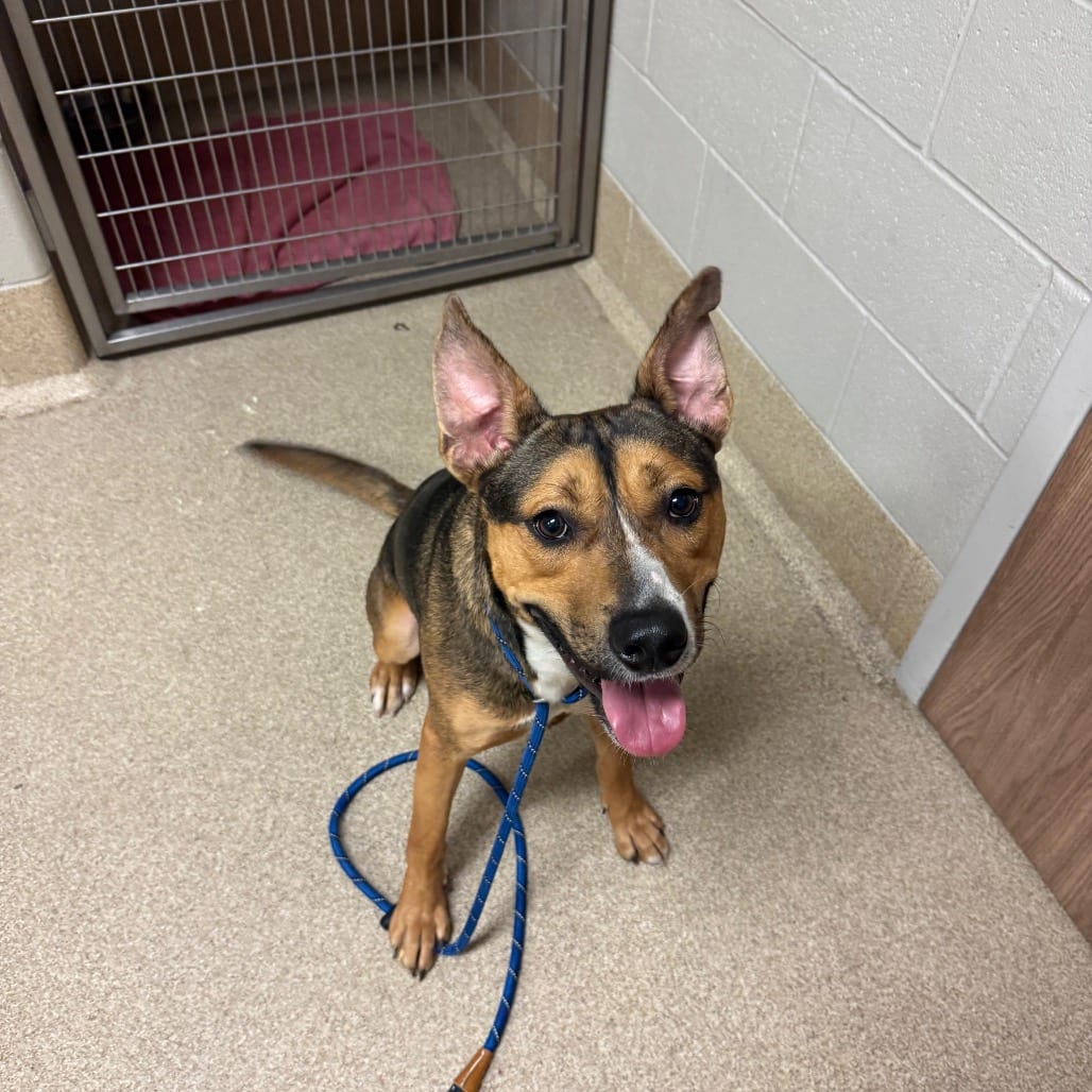 Photo of Mango, adoptable Shepherd / Mix in Bristol, Indiana
