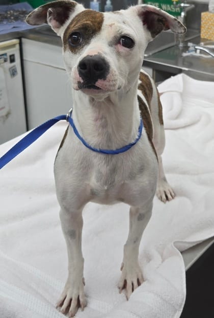 Photo of Avery, adoptable Chihuahua, Short Coat/Mix in Bakersfield, California