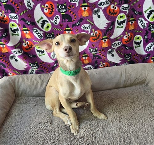 Photo of Dobbie, adoptable Chihuahua in Chatsworth, California
