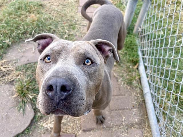 Photo of Landon, adoptable Staffordshire Bull Terrier in Houston, Texas