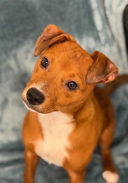 Photo of Minnow, adoptable Jack Russell Terrier (Parson Russell Terrier) in Fort Wayne, Indiana