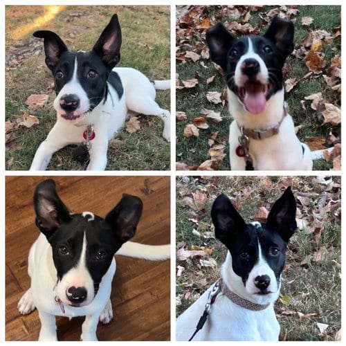 Photo of Pippa, adoptable Border Collie in Nashville, Tennessee