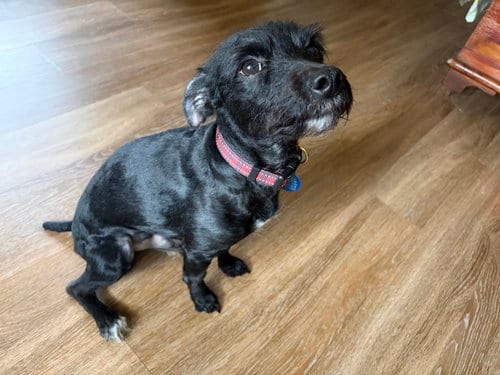 Photo of Bobby: Miracle Boy, adoptable Patterdale Terrier (Fell Terrier) in Rootstown, Ohio