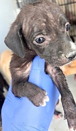 Photo of A660530, adoptable Labrador Retriever in Houston, Texas