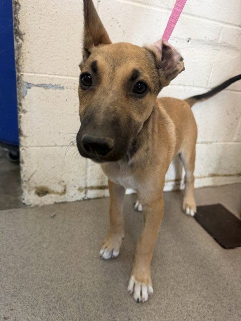 Photo of Annette, adoptable German Shepherd Dog in San Bernardino, California