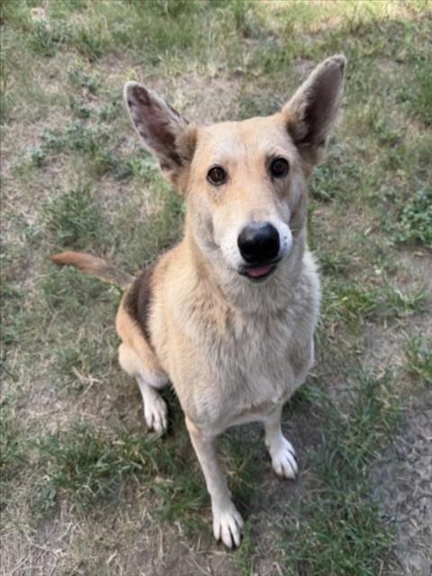 Photo of Siri, adoptable German Shepherd Dog in Houston, Texas