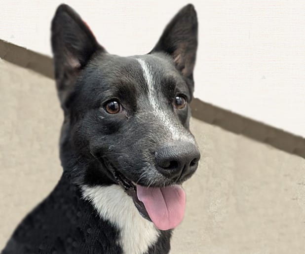 Photo of Kobold, adoptable dog