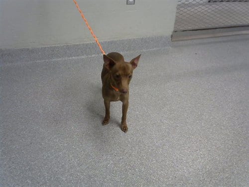 Photo of A187928, adoptable Chihuahua in Pasadena, Texas