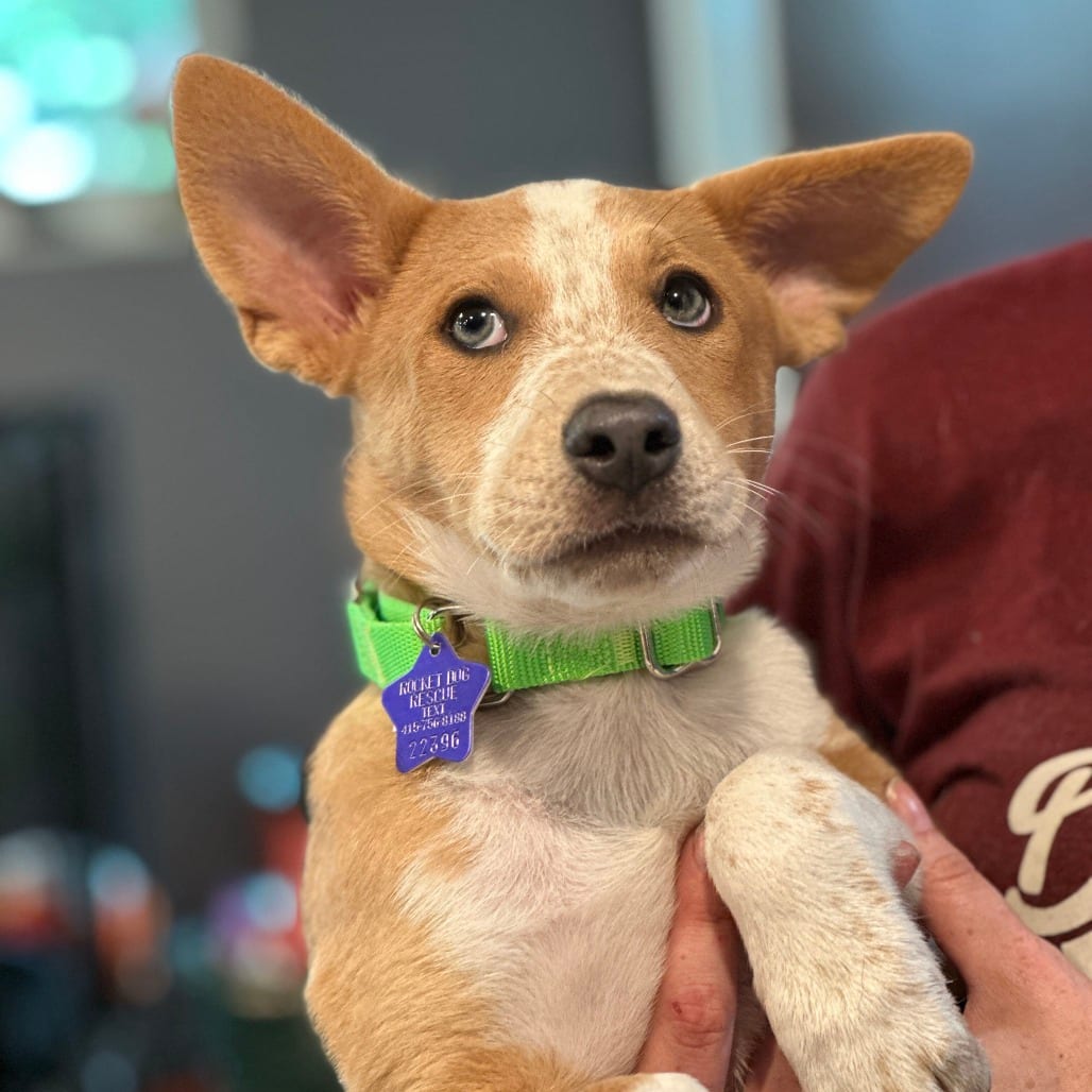 Photo of Abigail, adoptable Cattle Dog / Mixed Breed (Medium) in San Francisco, California