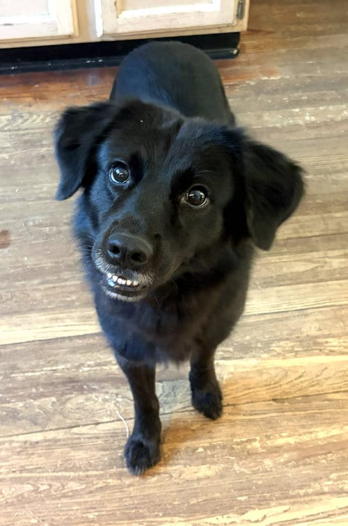 Photo of Tally, adoptable Border Collie in Arlington, Virginia