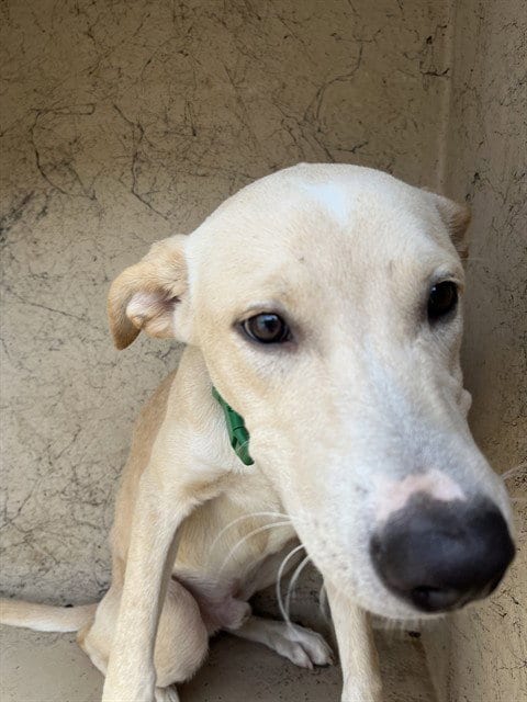 Photo of Frosty, adoptable Carolina Dog in Oklahoma City, Oklahoma