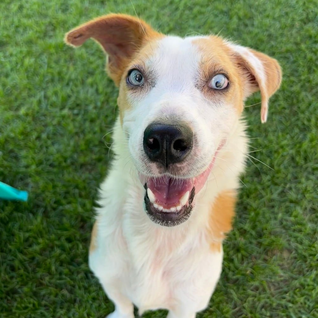 Photo of Penny, adoptable Mixed Breed (Medium)