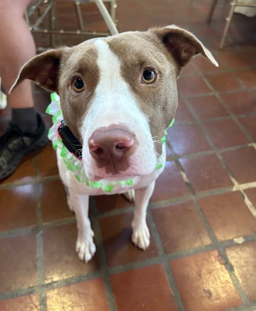 Photo of Opal, adoptable Jack Russell Terrier in Mobile, Alabama