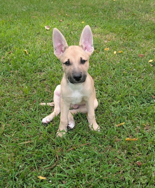 Photo of Petal, adoptable German Shepherd Dog in The Woodlands, Texas