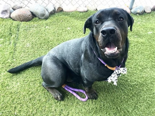Photo of Flubber, adoptable Labrador Retriever in Phoenix, Arizona