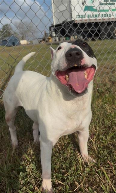 Photo of Princess, adoptable Bull Terrier in Rosenberg, Texas