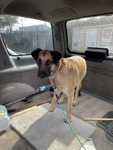 Photo of Lucky, adoptable German Shepherd Dog in Stockton, California