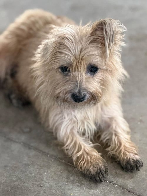 Photo of Farrah Fawcett, adoptable Cairn Terrier in Ashville, Ohio