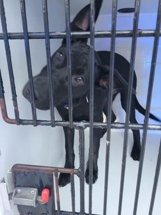 Photo of Blake, adoptable dog in Atlanta, Georgia