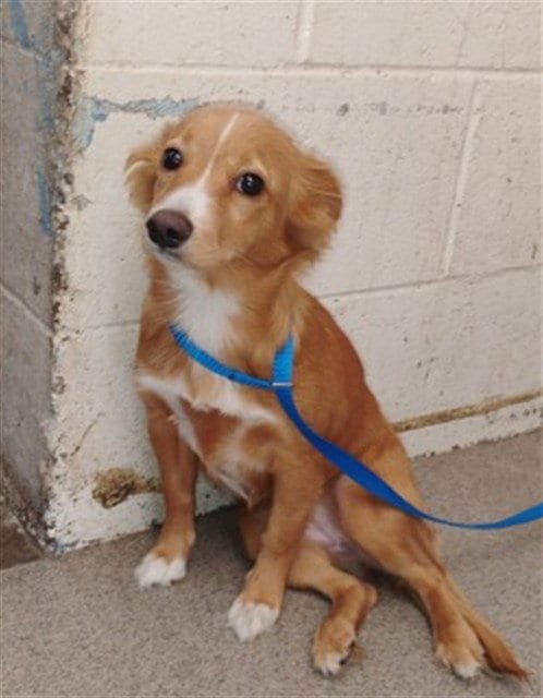 Photo of Holly, adoptable Terrier in San Bernardino, California