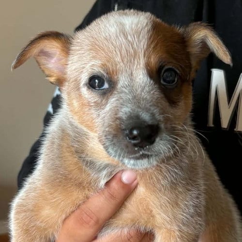 Photo of Smirnoff, adoptable Australian Cattle Dog/Blue Heeler in Normal, Illinois