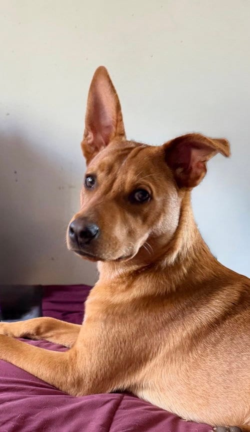 Photo of Lucky, adoptable Carolina Dog in San Diego, California