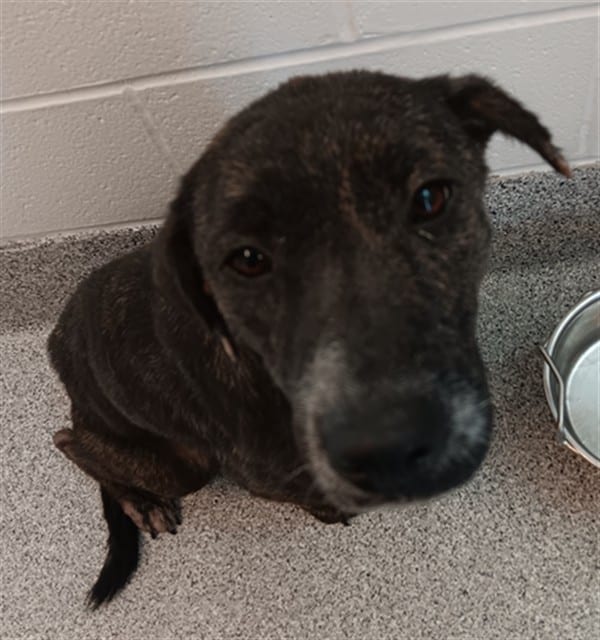 Photo of Martha, adoptable Plott Hound mix in Houston, Texas