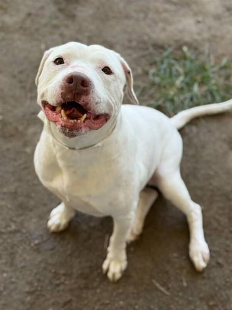 Photo of Winter, adoptable Pit Bull Terrier in Riverside, California