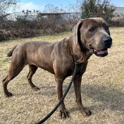 Photo of Selena 4097, adoptable Weimaraner Golden Retriever in Loxahatchee, Florida