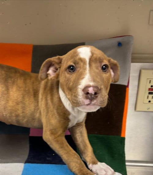 Photo of Bonnie, adoptable Pit Bull Terrier in HESPERIA, California