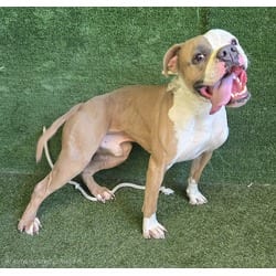 Photo of A5805144, adoptable Boxer American Pit Bull Terrier in Lancaster, California