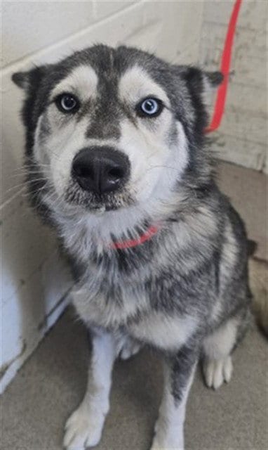 Photo of Mirrian, adoptable Siberian Husky in San Bernardino, California