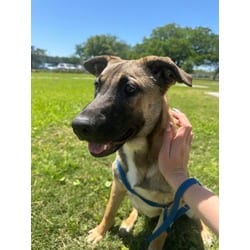 Photo of Scarlet Witch, adoptable German Shepherd Dog in Baton Rouge, Louisiana
