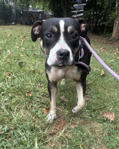 Photo of Filipa, adoptable dog in Chamblee, Georgia
