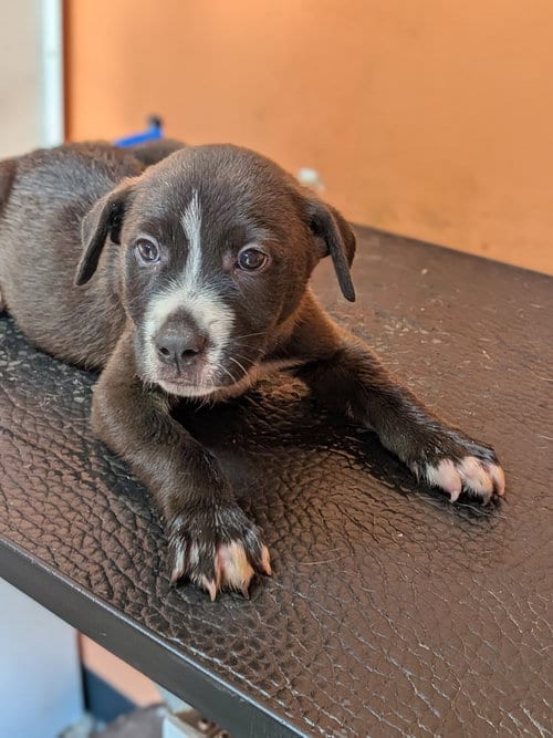 Photo of Cole, adoptable Labrador Retriever in garner, North Carolina