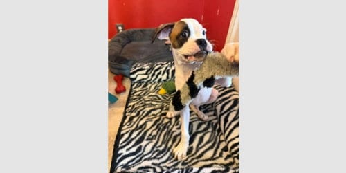 Photo of Willie Pep, adoptable Boxer in Austin, Texas