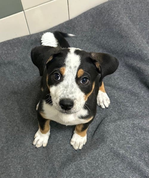 Photo of Figalicious, adoptable Australian Cattle Dog/Blue Heeler in Salinas, California