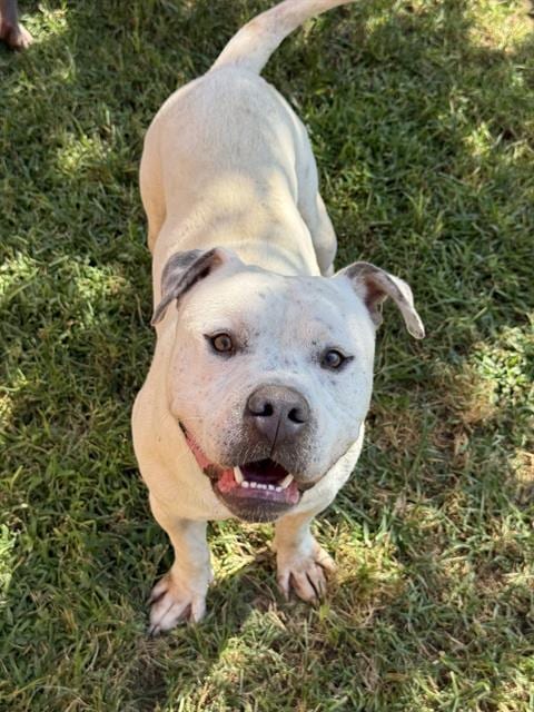 Photo of Cutie, adoptable Pit Bull Terrier in Riverside, California