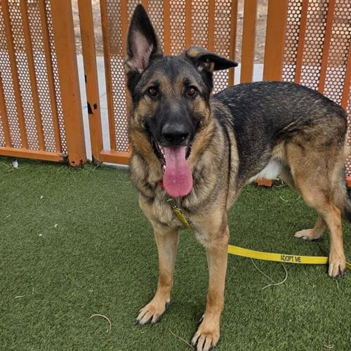Photo of Peanut, adoptable German Shepherd Dog in Las Vegas, Nevada