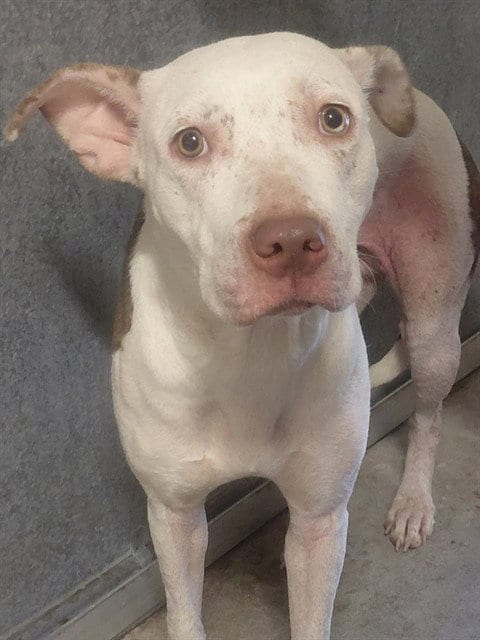 Photo of Raishan, adoptable Pit Bull Terrier in St. Cloud, Florida