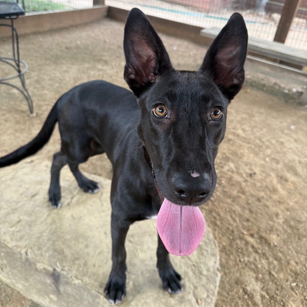 Photo of Elizabeth, adoptable Retriever, Labrador in Houston, Texas