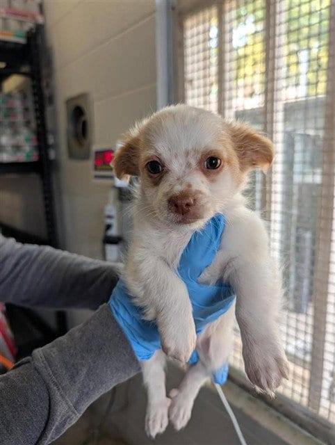 Photo of Robbie, adoptable Chihuahua in Sacramento, California