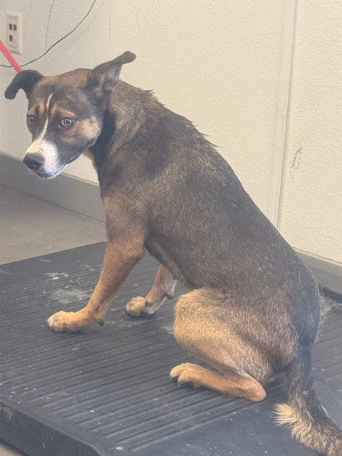 Photo of Coco, adoptable American Pit Bull Terrier in Mesa, Arizona
