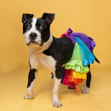 Photo of Starla, adoptable dog in Atlanta, Georgia