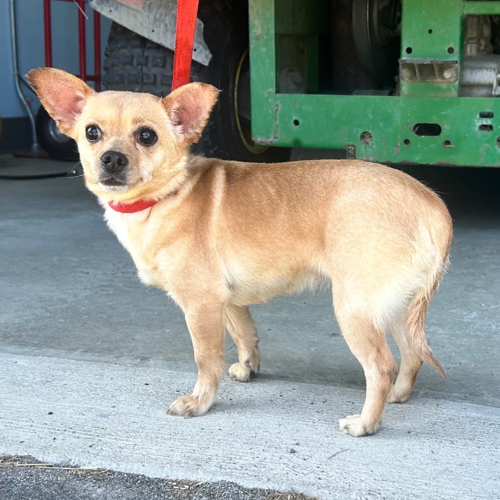 Photo of missy, adoptable Chihuahua in Middletown, New York